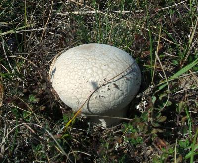 Прикрепленное изображение: DSCF5766.jpg